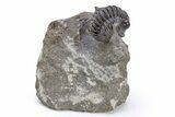 Detailed, Enrolled Gerastos Trilobite Fossil - Morocco #222251-1